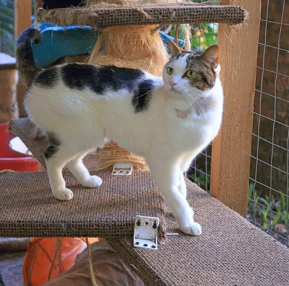 Cat at Mc Kitty Cattery