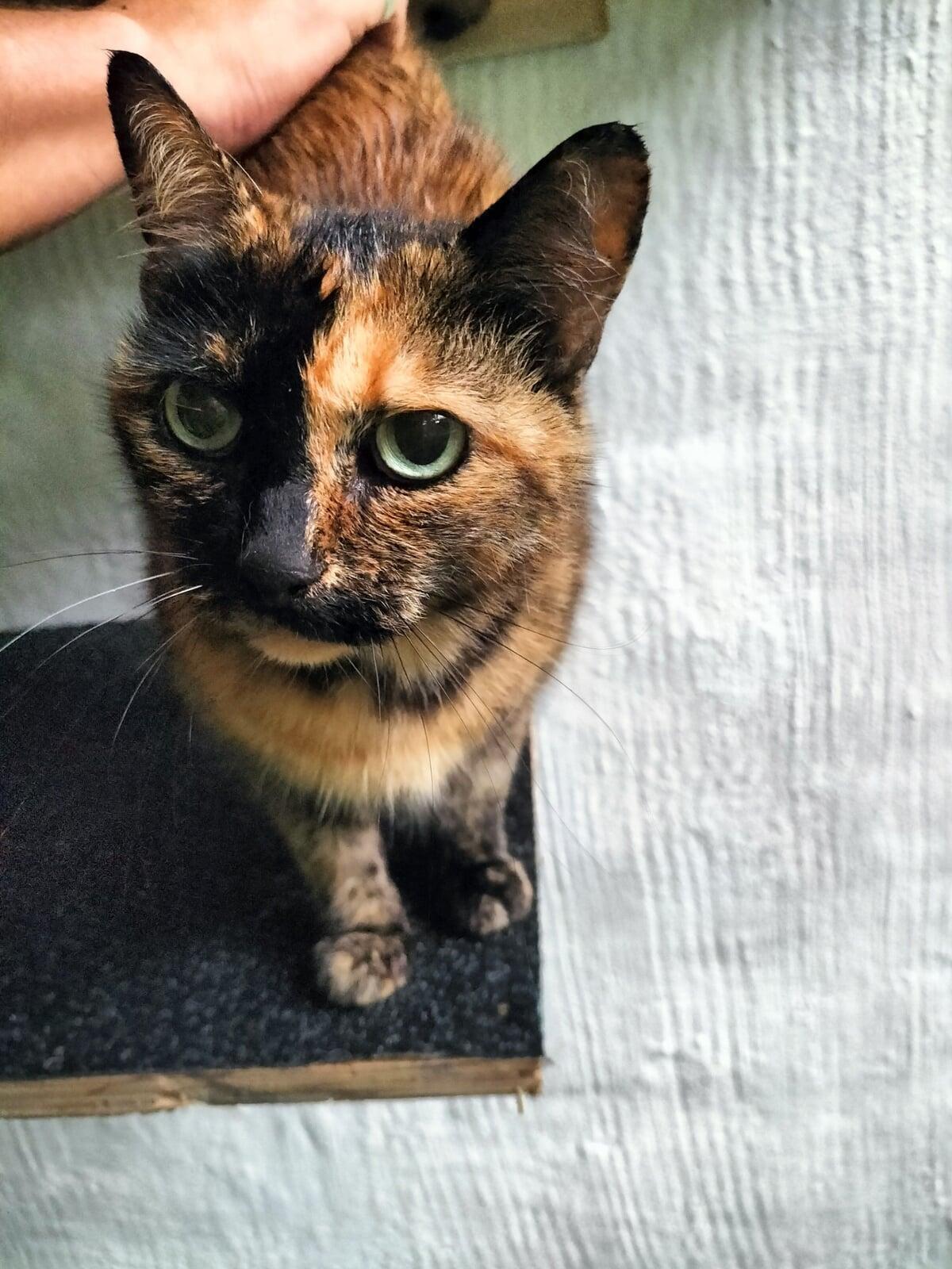 Happy cats